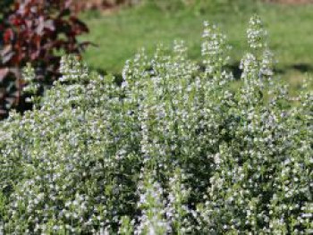 Bergminze, Calamintha nepeta, Containerware von Calamintha nepeta