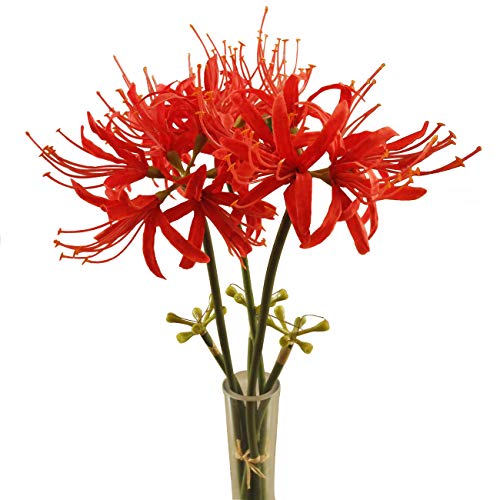 Calcifer Künstliche Blumenzwiebeln mit 3 Stielen, rote Spinnenlilien, Lycoris-Zwiebeln (rot) von Calcifer