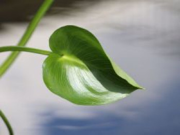 Sumpfkalla / Drachenwurz, Calla palustris, Topfware von Calla palustris