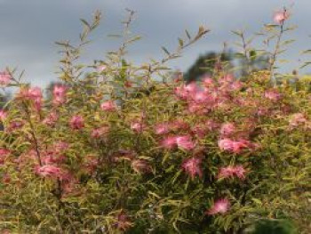 Rosa Puderquastenstrauch 'Dixie Pink', Stamm 50 cm, 60-90 cm, Calliandra surinamensis 'Dixie Pink', Stämmchen XXL von Calliandra surinamensis 'Dixie Pink'