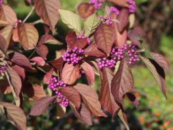 Liebesperlenstrauch / Schönfrucht 'Profusion', 80-100 cm, Callicarpa bodinieri 'Profusion', Containerware Liebesperlenstrauch / Schönfrucht 'Profusion', 80-100 cm, Callicarpa bodinieri 'Profusion', Containerware von Callicarpa bodinieri 'Profusion'