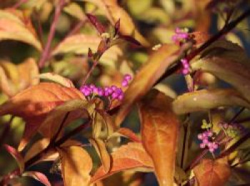Purpur-Schönfrucht / Liebesperlenstrauch 'Issai', 60-80 cm, Callicarpa dichotoma 'Issai', Containerware von Callicarpa dichotoma 'Issai'