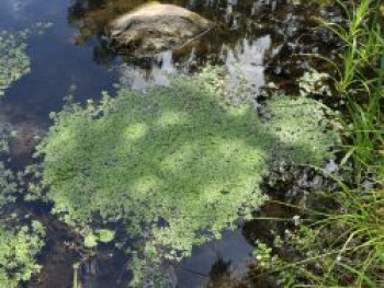 Frühlings Wasserstern, Callitriche palustris, Topfware von Callitriche palustris