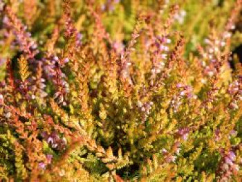 Besenheide / Sommerheide 'Boskoop', 10-20 cm, Calluna vulgaris 'Boskoop', Topfware von Calluna vulgaris 'Boskoop'