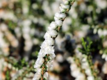 Besenheide / Sommerheide 'Kinlochruel', Calluna vulgaris 'Kinlochruel', Topfware von Calluna vulgaris 'Kinlochruel'