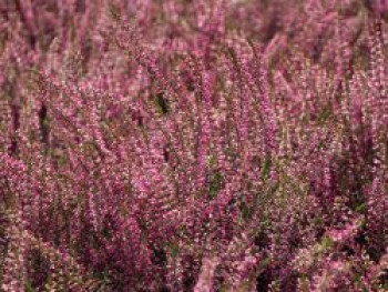 Besenheide / Sommerheide 'Marlies', 15-20 cm, Calluna vulgaris 'Marlies', Topfware von Calluna vulgaris 'Marlies'