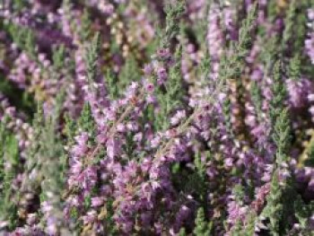 Sommerheide 'Silver Knight', 15-20 cm, Calluna vulgaris 'Silver Knight', Topfware von Calluna vulgaris 'Silver Knight'