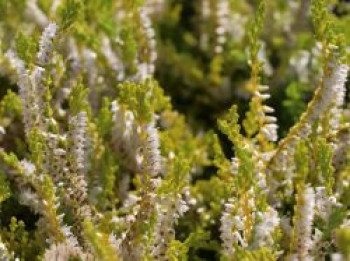 Besenheide / Sommerheide 'Westerlee Gold', 10-15 cm, Calluna vulgaris 'Westerlee Gold', Topfware von Calluna vulgaris 'Westerlee Gold'