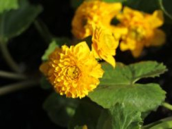 Gefülltblühende Sumpfdotterblume 'Multiplex', Caltha palustris 'Multiplex', Topfware von Caltha palustris 'Multiplex'