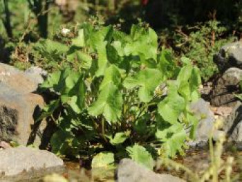 Weißblühende Sumpf-Dotterblume, Caltha palustris var. alba, Topfware von Caltha palustris var. alba