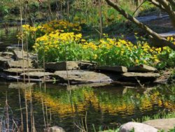 Sumpfdotterblume, Caltha palustris, Topfware von Caltha palustris