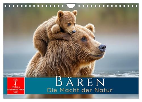 Bären - Die Macht der Natur (Wandkalender 2026 DIN A4 quer), CALVENDO Monatskalender: Meister Petz - Augenblicke aus dem wilden Leben. (CALVENDO Tiere) von Calvendo