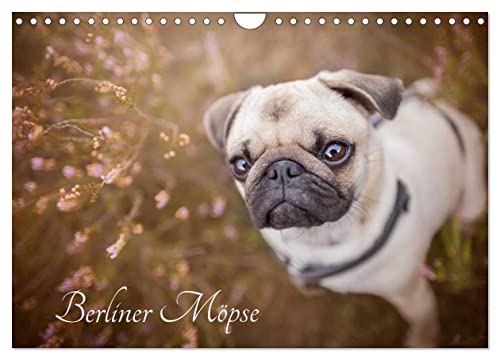 Berliner Möpse (Wandkalender 2026 DIN A4 quer), CALVENDO Monatskalender: Die Hauptstadtmöpse präsentieren sich! (CALVENDO Tiere) von CALVENDO