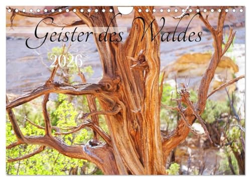 Geisterbäume (Wandkalender 2026 DIN A4 quer), CALVENDO Monatskalender: Bäume mit faszinierenden Gesichtern (CALVENDO Natur) von Calvendo
