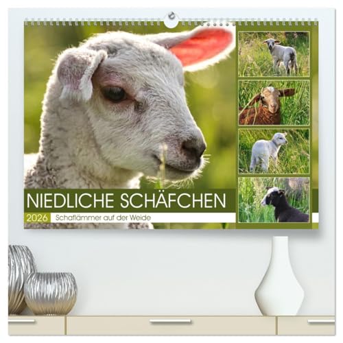 Niedliche Schäfchen (hochwertiger Premium Wandkalender 2026 DIN A2 quer), Kunstdruck in Hochglanz: Schaflämmer auf der Weide (CALVENDO Tiere) von Calvendo