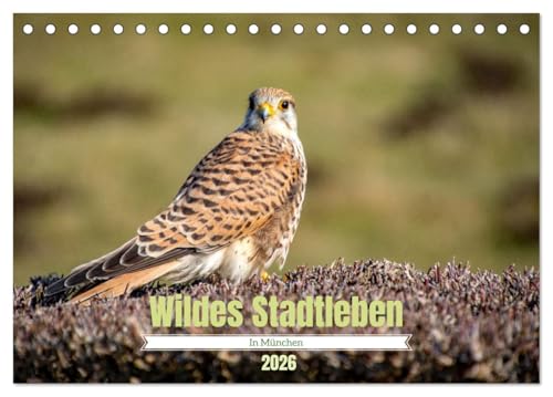 Wildes Stadtleben in München (Tischkalender 2026 DIN A5 quer), CALVENDO Monatskalender: In Großstädten lebt eine Vielzahl wilder Tiere und Insekten (CALVENDO Tiere) von CALVENDO