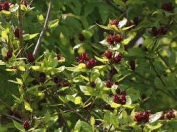 Gewürzstrauch, 80-100 cm, Calycanthus floridus, Containerware XXL von Calycanthus floridus