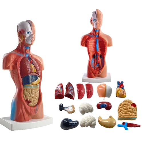 Cammeciso Anatomie Modell Menschlicher KöRper,Menschen Anatomie Modell,Unisex Anatomisches Skelett Modell,Abnehmbaren Teilen,Interaktives Lernen,FüR Den Unterricht Kind Anatomie-Bildung von Cammeciso