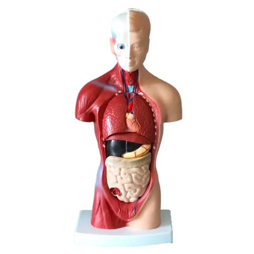 Cammeciso Torso Modell Anatomie Medizin,3D Human Body Torso Model,Torso des Menschen Anatomiemodell,Abnehmbare Organe,Feine Verarbeitung,Leicht Zu Beobachten,Geeignet FüR Medizinstudierende von Cammeciso