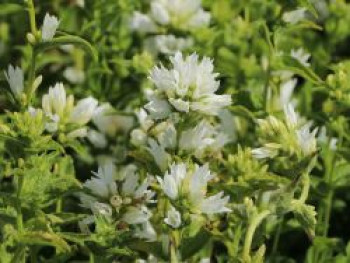 Knäuel-Glockenblume 'Alba', Campanula glomerata 'Alba', Topfware von Campanula glomerata 'Alba'