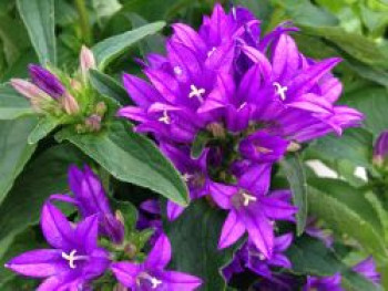 Knäuel-Glockenblume 'Genti Blue', Campanula glomerata 'Genti Blue', Topfware von Campanula glomerata 'Genti Blue'