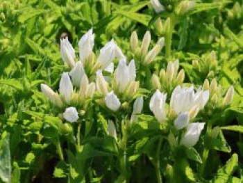 Knäuel-Glockenblume 'Genti White', Campanula glomerata 'Genti White', Topfware von Campanula glomerata 'Genti White'
