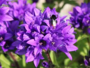 Knäuel-Glockenblume 'Superba', Campanula glomerata 'Superba', Topfware von Campanula glomerata 'Superba'
