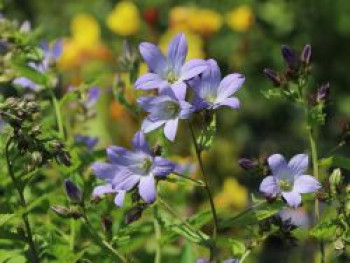 Dolden-Glockenblume 'Prichard's Variety', Campanula lactiflora 'Prichard's Variety', Topfware von Campanula lactiflora 'Prichard's Variety'