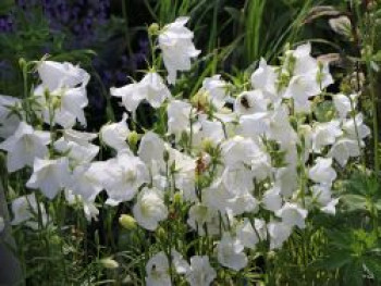 Pfirsichblättrige Glockenblume 'Alba', Campanula persicifolia 'Alba', Topfware von Campanula persicifolia 'Alba'