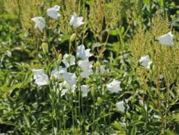 Pfirsichblättrige Glockenblume 'Grandiflora Alba', Campanula persicifolia 'Grandiflora Alba', Topfware von Campanula persicifolia 'Grandiflora Alba'
