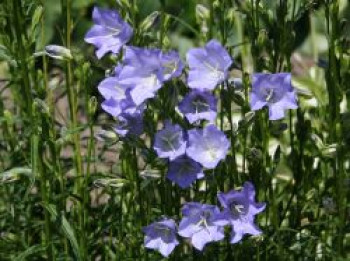 Pfirsichblättrige Glockenblume 'Grandiflora Coerulea', Campanula persicifolia 'Grandiflora Coerulea', Topfware von Campanula persicifolia 'Grandiflora Coerulea'