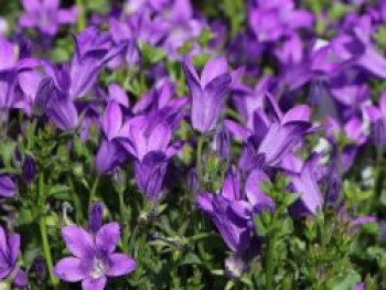 Dalmatiner Polster-Glockenblume, Campanula portenschlagiana, Topfware von Campanula portenschlagiana