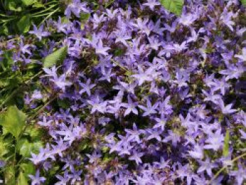 Hängepolster-Glockenblume, Campanula poscharskyana, Containerware von Campanula poscharskyana