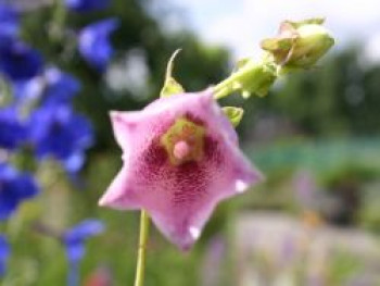 Großblütige Glockenblume 'Rubriflora', Campanula punctata 'Rubriflora', Topfware von Campanula punctata 'Rubriflora'