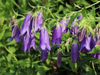 Großblütige Glockenblume 'Sarastro', Campanula punctata 'Sarastro', Containerware von Campanula punctata 'Sarastro'
