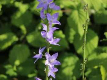 Pyramiden-Glockenblume, Campanula pyramidalis, Topfware von Campanula pyramidalis