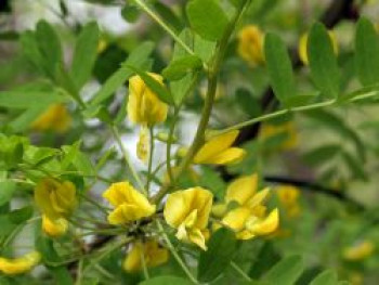 Gewöhnlicher Erbsenstrauch, 60-100 cm, Caragana arborescens, Containerware von Caragana arborescens