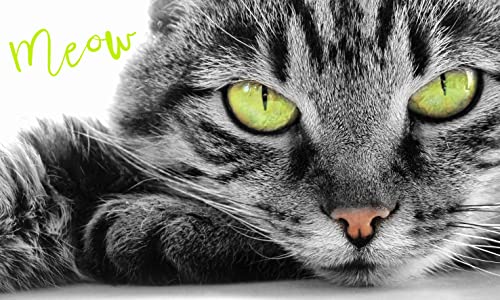 Carbotex Katzen-Baby Kätzchen Handtuch Katzenaugen Baumwolle 30cm x 50cm Kitten (Mehrfarbig TNL202008) von Carbotex