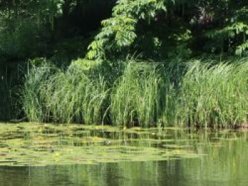 Sumpf Segge, Carex acutiformis, Topfware von Carex acutiformis