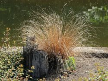Fuchsrote Neuseeland-Segge, Carex buchananii, Topfware von Carex buchananii
