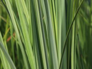 Feuchtwiesen Segge, Carex elata, Topfware von Carex elata