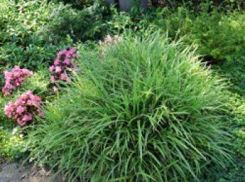 Weißbunte Japan Segge 'Variegata', Carex morrowii 'Variegata', Topfware von Carex morrowii 'Variegata'