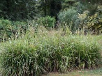 Riesen Wald Segge, Carex pendula, Topfware von Carex pendula