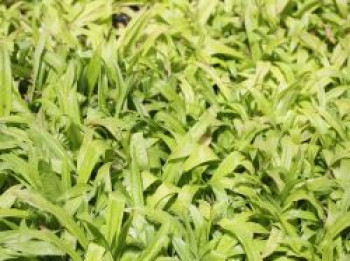Immergrüne Breitblatt-Segge, Carex plantaginea, Topfware von Carex plantaginea