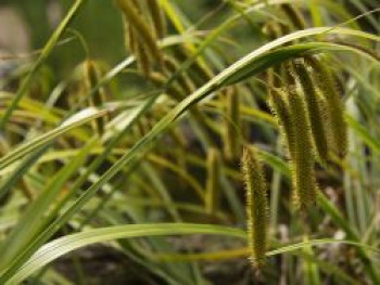 Cyperngras-Segge, Carex pseudocyperus, Topfware von Carex pseudocyperus