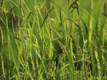 Wald Segge, Carex sylvatica, Topfware von Carex sylvatica