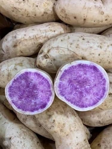 okinawan sweet potato Seeds,Also known as Hawaiian Sweet Potato and Uala. by Caribbeangardenseed von SVI