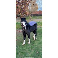 Dinkelspelzkissen Dinkelspelz Kissen Wärmekissen Decke Pferd von Carlaful