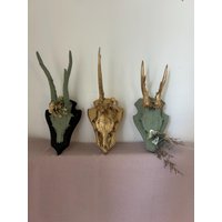 Rehgeweih Reh Geweih Deko Rehbock Dekogeweih Boho Jagdtrophäe Rehgeweih Reh Geweih Deko Rehbock Dekogeweih Boho Jagdtrophäe von Carlaful