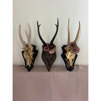 Rehgeweih Reh Geweih Deko Rehbock Dekogeweih Boho Jagdtrophäe Rehgeweih Reh Geweih Deko Rehbock Dekogeweih Boho Jagdtrophäe von Carlaful